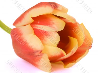 isolated tulip