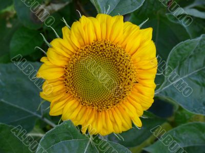 Young sunflower Young sunflower