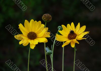 Yellow flowers Yellow flowers