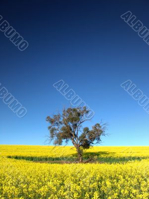 Canola Tree Canola Tree
