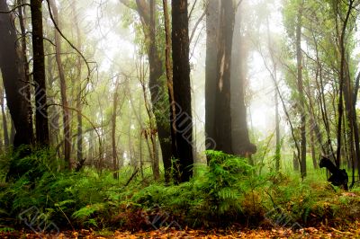 Forest Fog Forest Fog