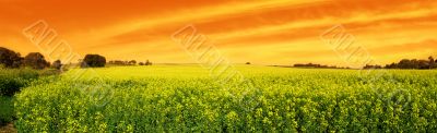 Canola Sunset Panoramic Canola Sunset Panoramic