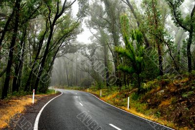 Wet Forest Road