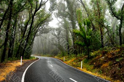 Wet Forest Road Wet Forest Road