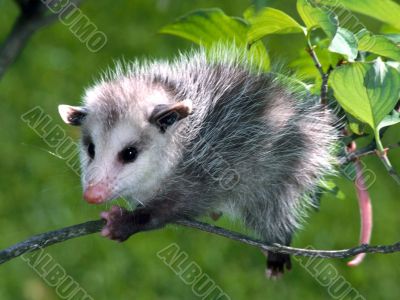 fluffy fluffy