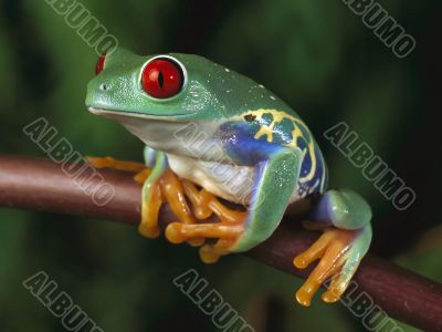 tropic frog