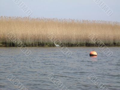 tall reeds