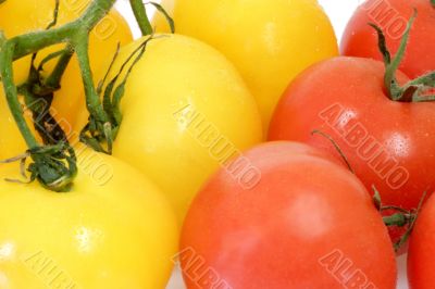 Fresh Tomatoes