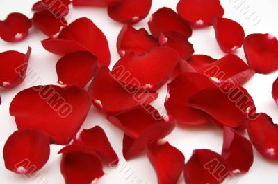 Rose red petals