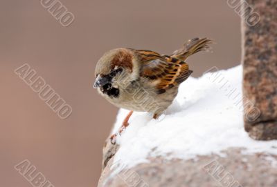Sparrow on a parapet