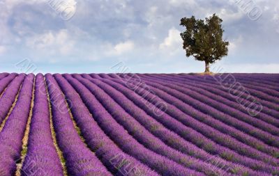 Lavender field and a lone tree