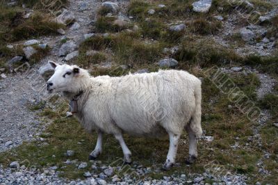 Sheep on a road high in mountain in Norway