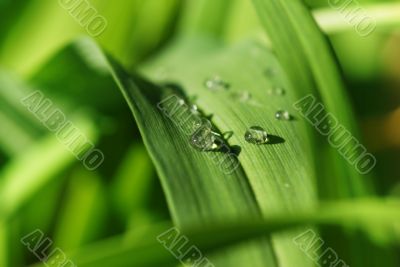 background with a green grass background with a green grass
