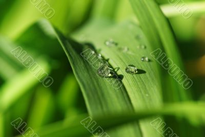 background with a green grass