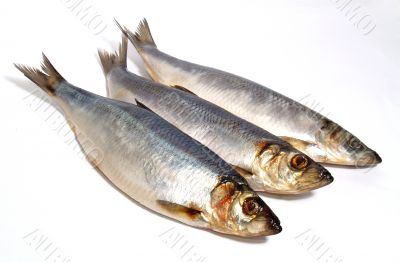 fish herring