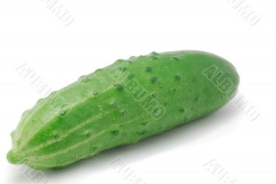 Cucumber