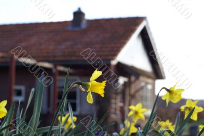 Daffodil in the front. Daffodil in the front.