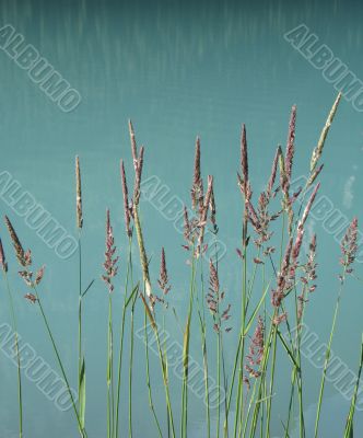 Reeds in a turquoise lake