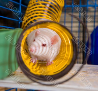 Rat in a spring