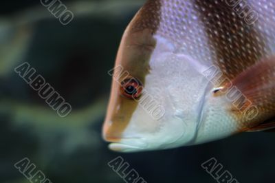 striped Fish striped Fish