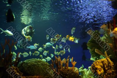underwater life aquarium