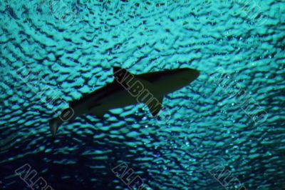 shark shark