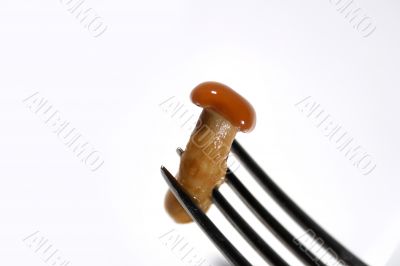 Fork with marinade honey fungus