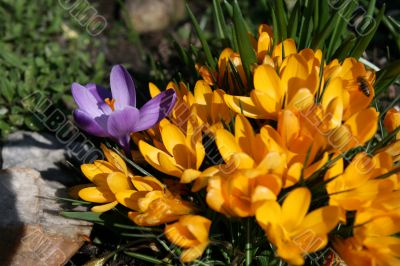 Spring flowers Spring flowers
