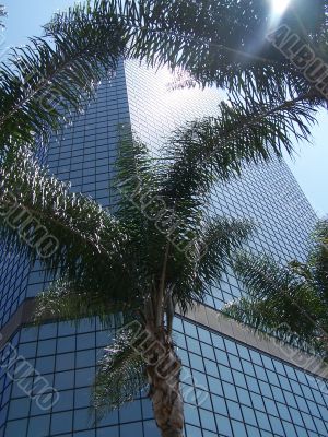 Palm Tree In Downtown San Diego