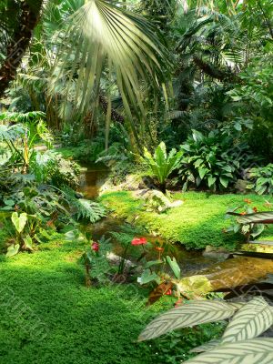 Ferns &amp; tropical stream