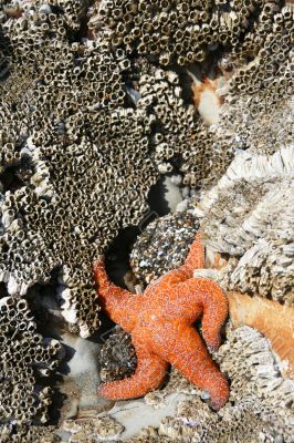 Orange starfish