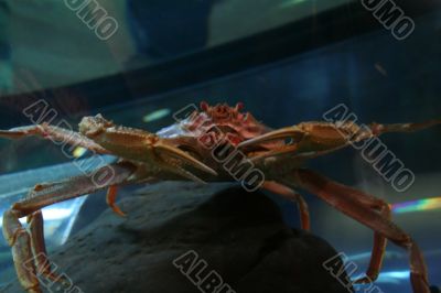 Tanner crab Tanner crab