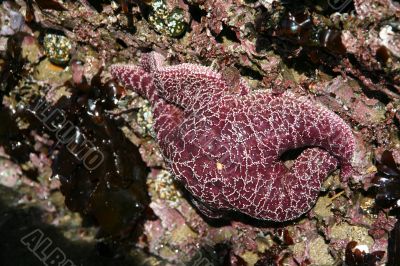 Purple starfish