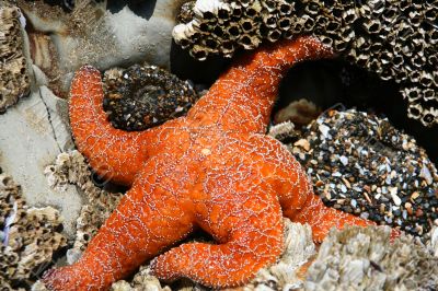 Orange starfish