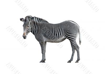 Zebra 2