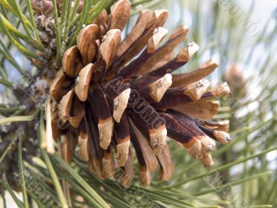 Pine cone on a branch with needles