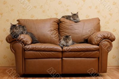 Three cats on a sofa