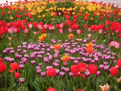 variety of tulips
