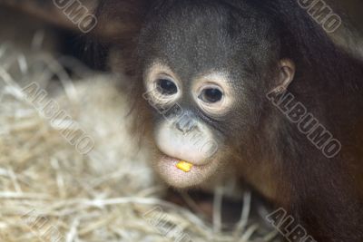 baby chimpanzee