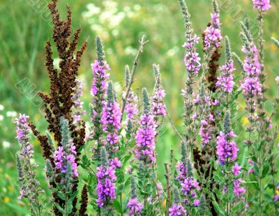 Meadow flowers