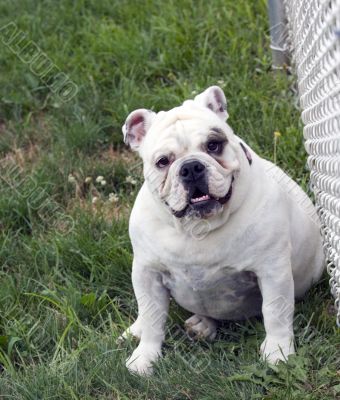 English Bulldogs