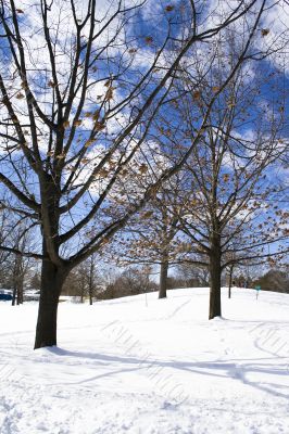 Naked trees in winter