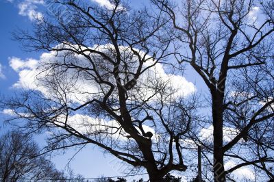 Naked winter trees with clouds