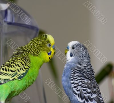 Two parakeets