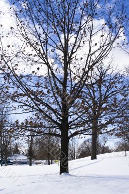 Naked trees in winter