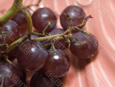 Macro close-up of red vine grapes Macro close-up of red vine grapes