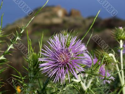 Lilac flower