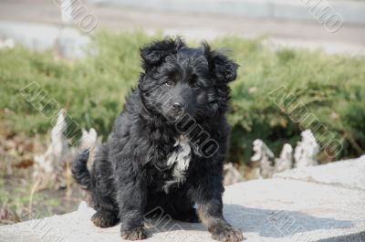 black curly puppy