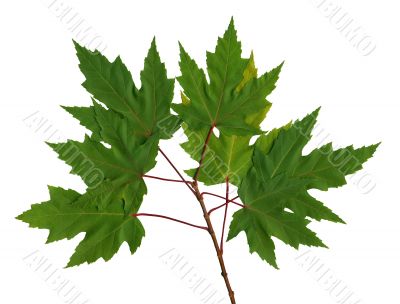 Branch maple