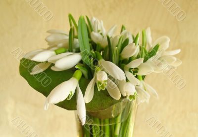 Snowdrop flowers